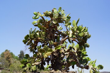 nopal con muchas tunas
