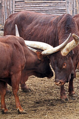 Ankole-Watusi