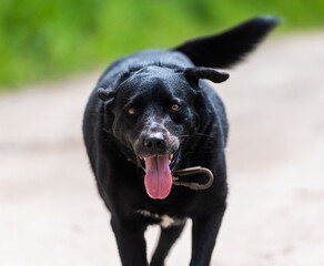 Portrait of a beautiful, positive running black dog