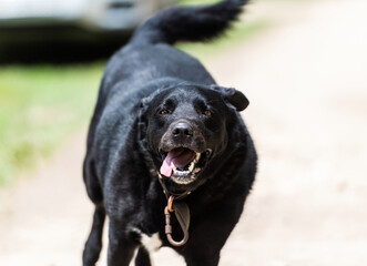 Obraz premium Portrait of a beautiful, positive running black dog