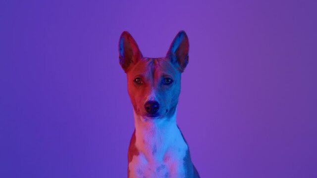 Cute adorable brown basenji puppy on cinematic and dramatic light background look into camera. Sweet dog look at owner and yawn. Concept awesome cute pet on isolated purple wall