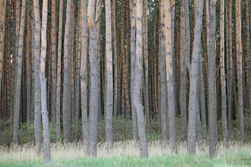 pine forest	