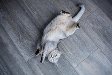 Obraz premium A big gray fluffy cat lies on the floor. The concept of pets.