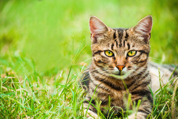 Naklejka na ściany i meble Pretty cat with beautiful big eyes and leopard print in grass