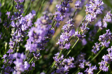 Closeup of lavender flowers. Blooming lavender close-up. Beautiful purple lavender flowers in sunlight.