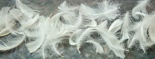 コンクリート壁模様背景の羽毛