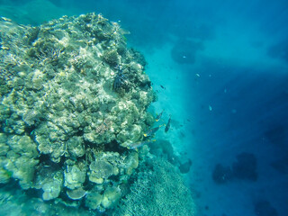 Fishes and sunlight in the Coral barrier, Australia