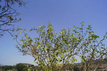 ramas con bolitas verdes 