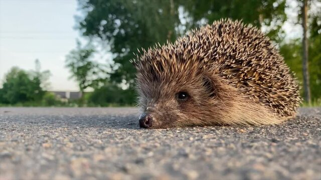 Hedgehog on the road. Wild animal