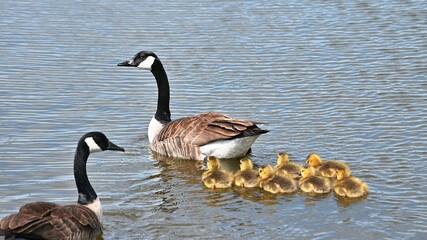 Canada Goose Family