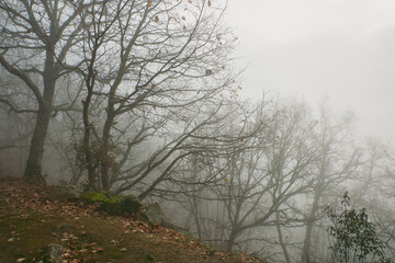 bosque de robles otoño árbol niebla 