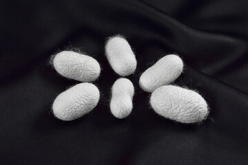 White silkworm cocoon on dark background