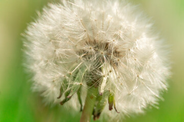 Close-up of a white dandelion on a background of green grass, macro