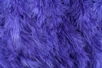 Background of small navy blue feathers.