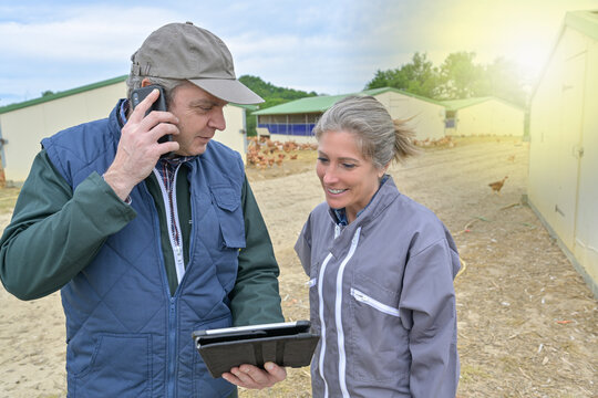 Veterinary and female farmer analysing the growth of the chicken breeding on a tablet while he is phoning to  his office
