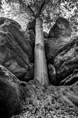 Fototapeta na wymiar Czech paradise stones big tree