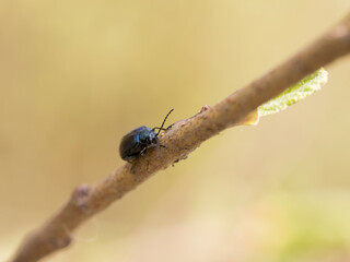 A Leaf Beetle (Chrysomelidaeon) on a twig