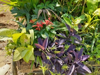 flowers in garden