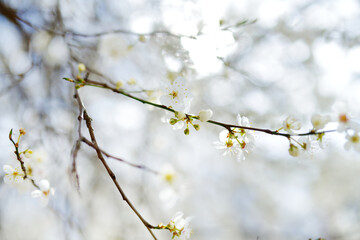 Beautiful cherry tree blossoming on spring. Beauty in nature. Tender cherry branches on sunny day...