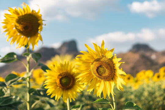 Picturesque landscape of yellow beautiful sunflower and green grass growing on hill in sunflowers field against cloudy blue sky on summer warm day