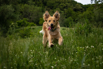 happy cute puppy dog with tongue out running and playing on the grass on the summer field