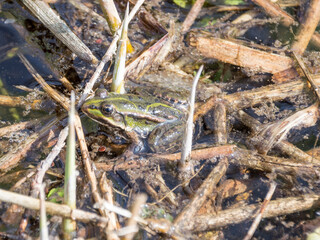 A Frog (Anura) between the reed