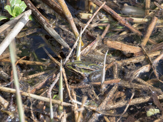 A Frog (Anura) between the reed