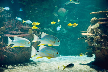 Fototapeta na wymiar Colorful tropical fishes in aquarium, undersea life 