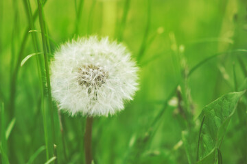 One lonely dandelion flower in a green field in the morning time