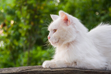 Naklejka na ściany i meble White cat sitting on a wooden bench
