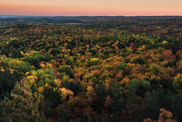 Autumn in the forest of Midwest USA