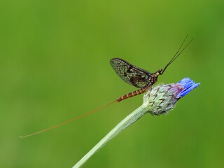Eintagsfliege auf Kornblume