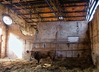 Lonely brown cow standing in weathered stone barn with destroyed walls and old hay