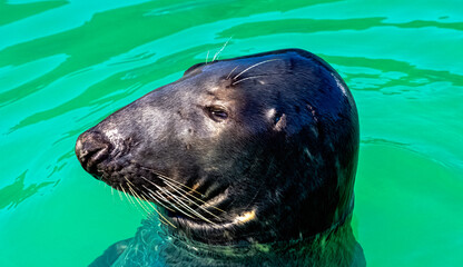 Fototapeta premium Antarctic fur seal (Arctocephalus gazella) - Hel, Pomerania, Poland