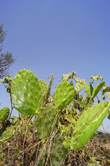 nopal de cerro