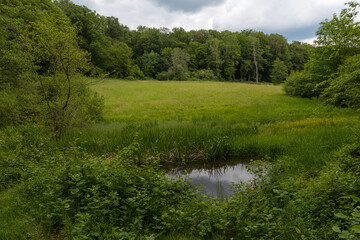 Fototapeta na wymiar Small pond in the Silberbachtal nature reserve near Glashuetten-Schlossborn, Hesse, Germany