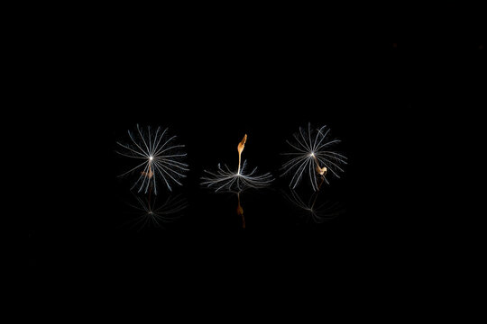 Minimalist composition of spores of dandelion placed in row on mirror on black background
