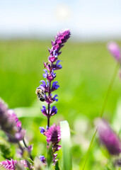 Wild sage flower close-up. A bee collects nectar from wildflowers.