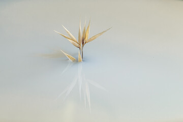 Minimalistic dry oat plant in milky liquid reflecting on mirror surface