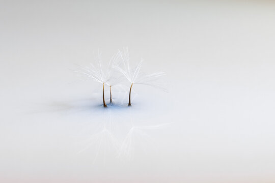 Closeup of lightweight pappus of dandelion in soft cold light with reflection on mirror surface background