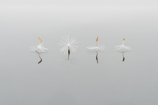 Closeup of lightweight pappus of dandelion placed in row on white background