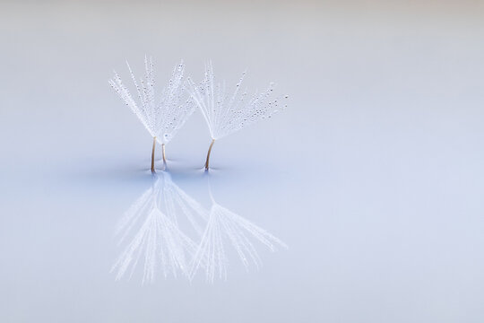 Closeup of lightweight pappus of dandelion in soft cold light with reflection on mirror surface background
