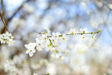 Beautiful cherry tree blossoming on spring. Beauty in nature. Tender cherry branches on sunny day outdoors.