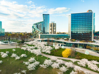 Beautiful aerial view of blossoming sakura park in Vilnius city center. Sugihara cherry tree garden...