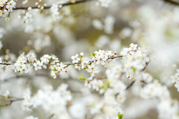 Beautiful cherry tree blossoming on spring. Beauty in nature. Tender cherry branches on sunny day outdoors.