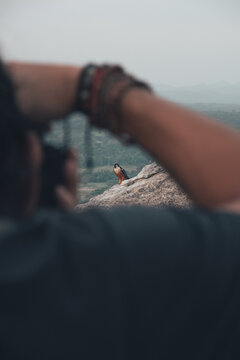 Back view of crop faceless male tourist standing on rocky mountain and taking picture of mountain eagle sitting on edge of cliff in summer evening