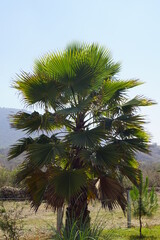 palmera de hojas muy grandes 