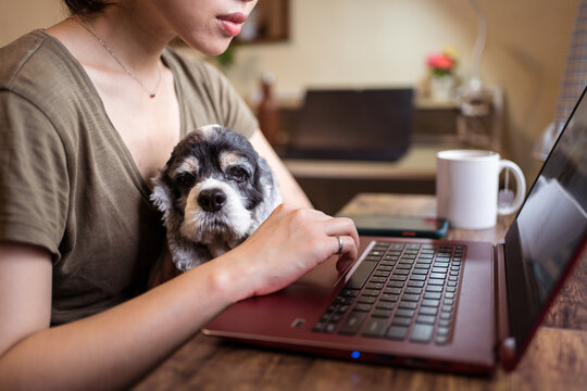 Side view of cropped unrecognizable focused female freelancer working remotely on laptop sitting on chair while holding dog