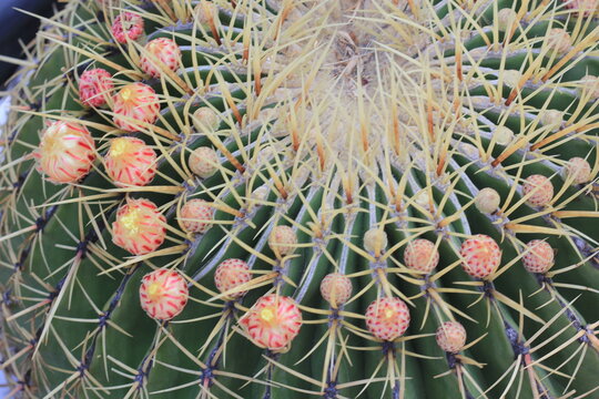 Close up flores en cactus, flora desierto