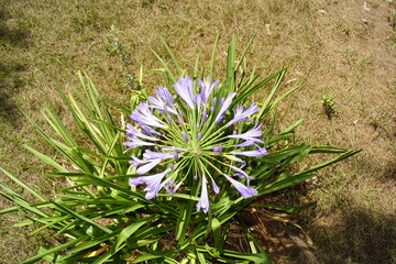 agapando morado
